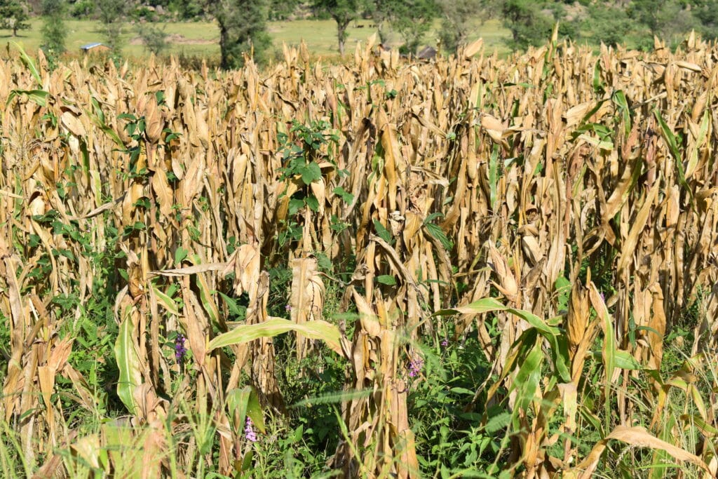 Food Insecurity: Alert on Crisis-Affected Regions