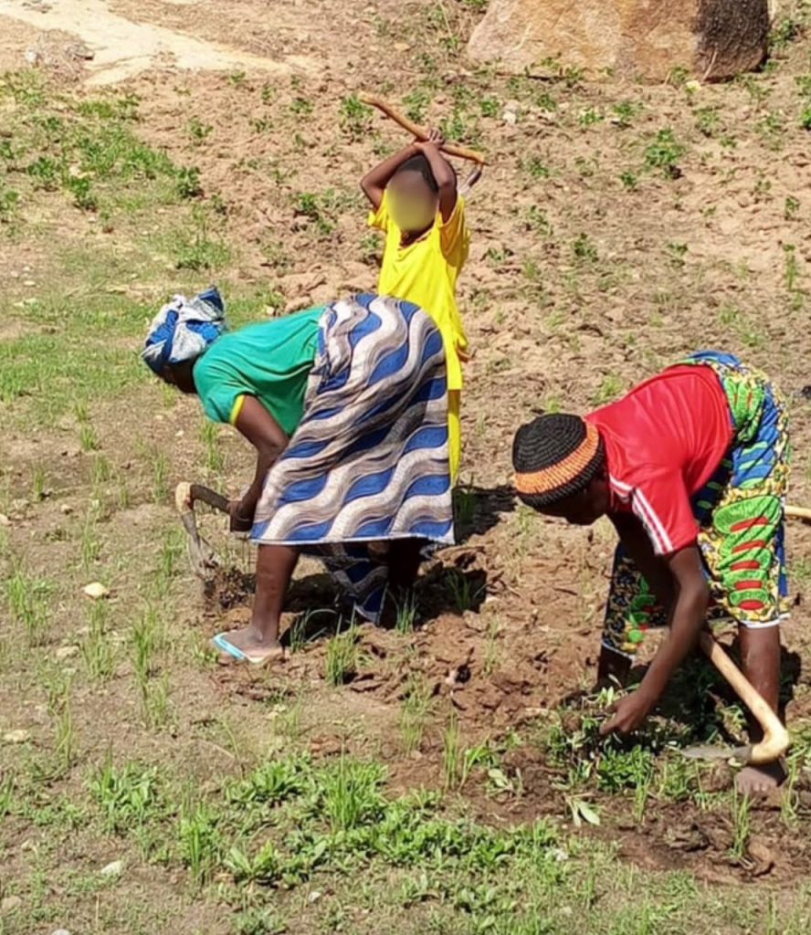 Food insecurity in the Far North region of Cameroon: Echoes from the field